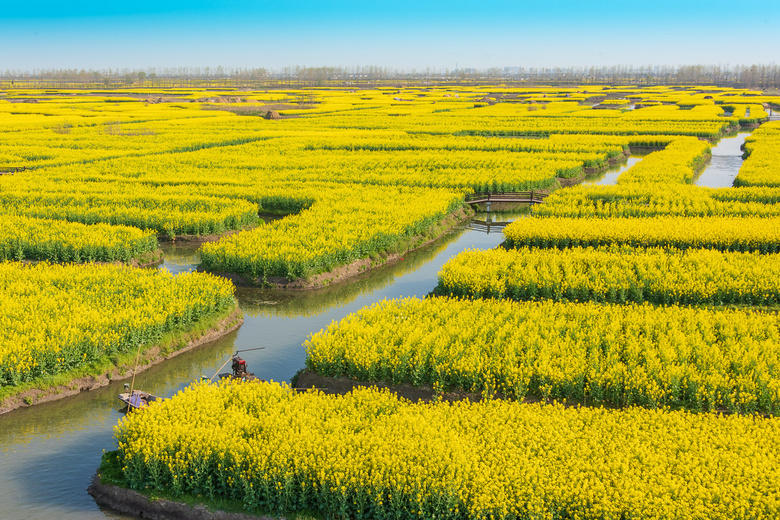 兴化油菜花