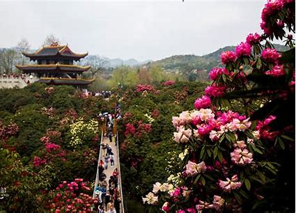 毕节杜鹃花