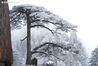 雪中迎客松